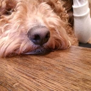 Meet your Posher, Lynny